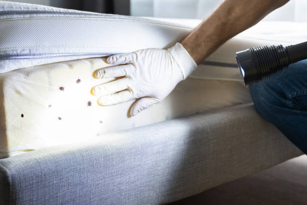 Best Flea Control Services  in Layton, UT