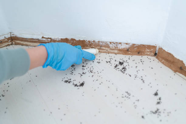 Best Wasp Removal Services  in Layton, UT